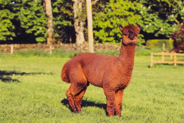 Meet Shadow the alpaca
