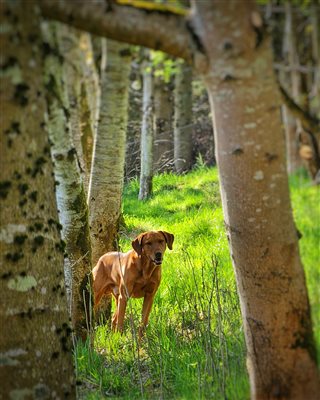 Secure dog park onsite