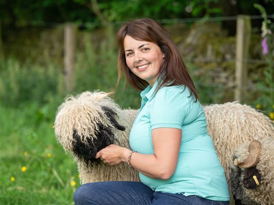 Meet and greet the valais blacknose sheep