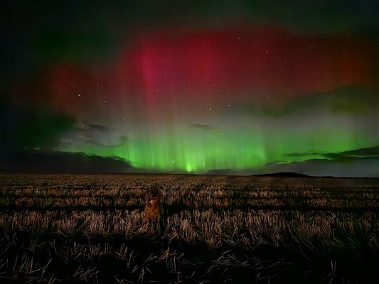 Northern lights December 24 from the lodges