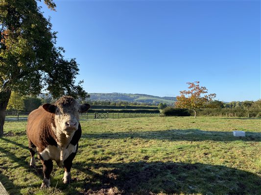Pedigree Hereford Bull & Herefordshire Countryside Views