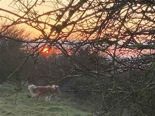 Sunset Dog Walks Sunset Dog Walks