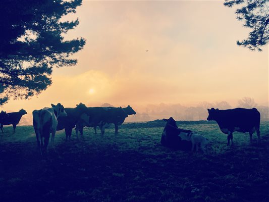 cows at sunset