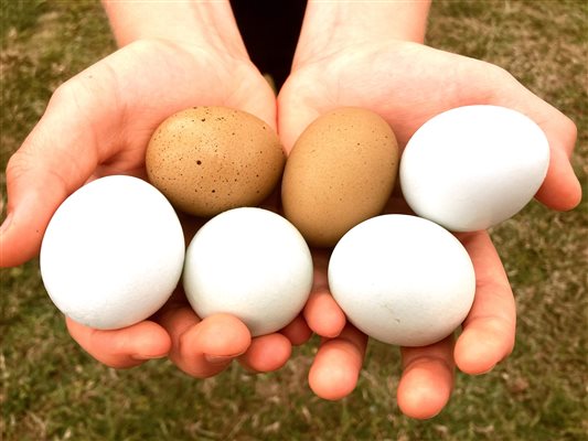Eggs
