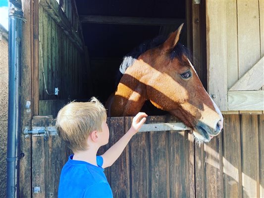 horse in the stable