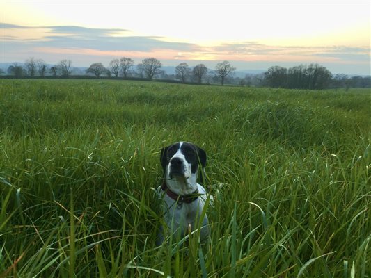 dog at farm