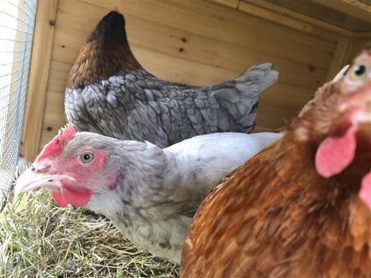 chickens at farm