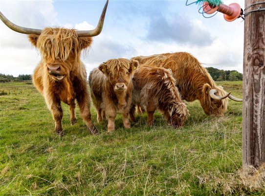 Highland cows grazing in a lush green countryside field, offering a peaceful rural setting for a luxury glamping getaway. Highland cows grazing in a lush green countryside field, offering a peaceful rural setting for a luxury glamping getaway.