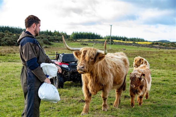 Farmer feeding Highland cows in a green countryside field, offering guests a glimpse of rural farm life near the luxury glamping pods. Farmer feeding Highland cows in a green countryside field, offering guests a glimpse of rural farm life near the luxury glamping pods.