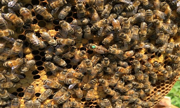 Our Honey bees showing a marked queen
