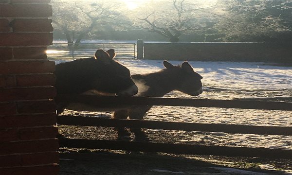 The donkeys on a winter's morning