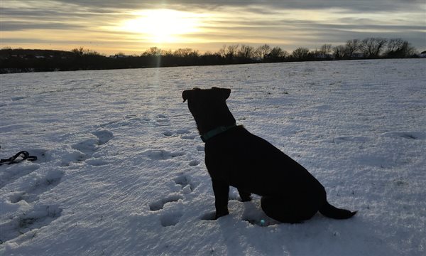 Teasel in the snow