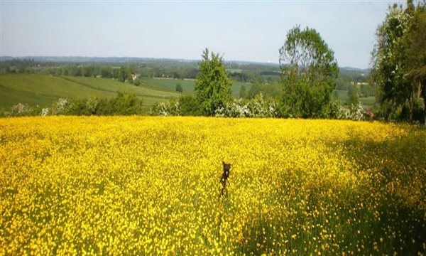 Buttercups in the hay meadow