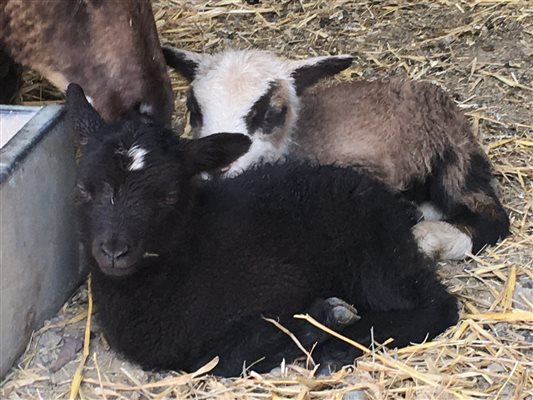 Shetland lambs