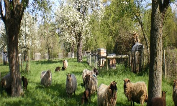Our sheep in the orchard