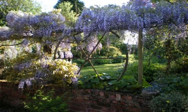 Wisteria in the garden