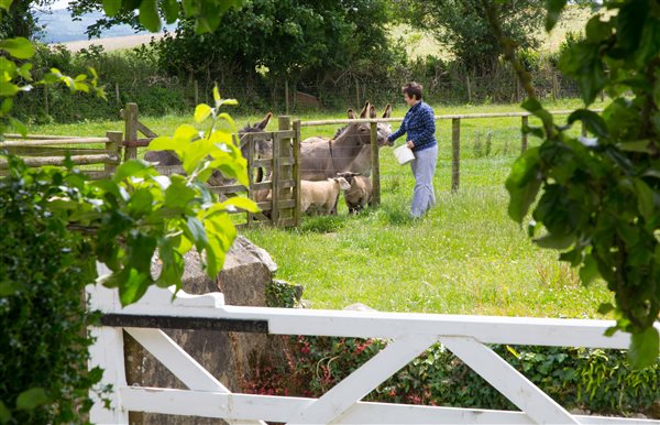 Working Farm