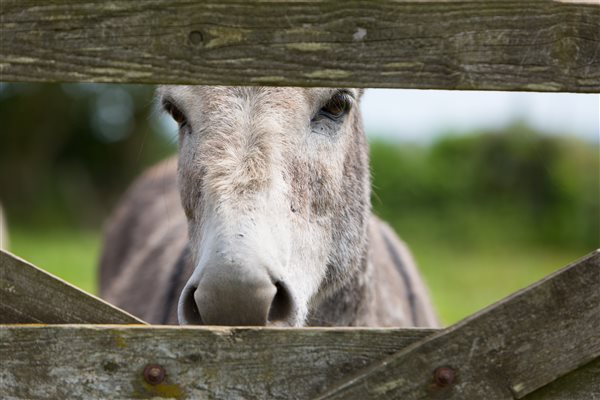 Donkeys