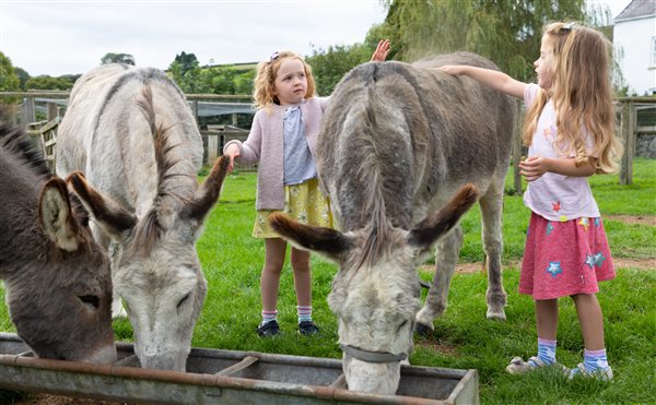 Animal feeding sessions