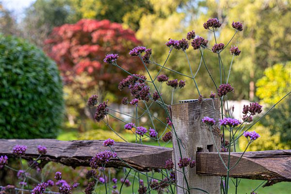 garden space nature playtime