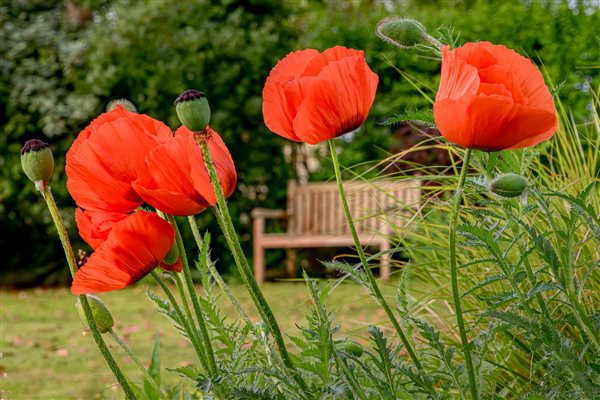 nature flower beauty