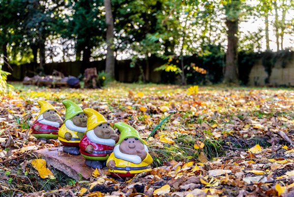 Visit the gnomes in the woodland area