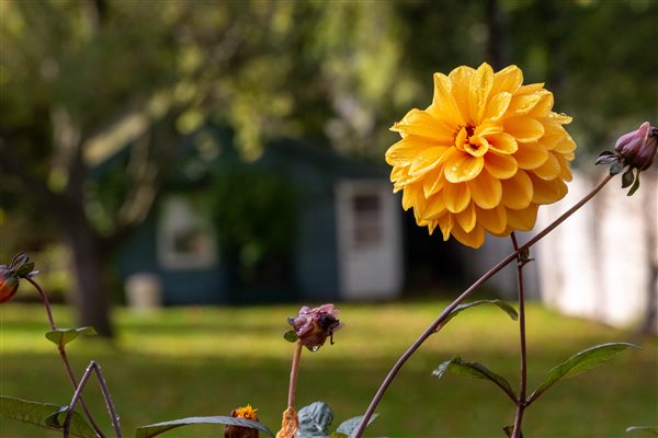 Pretty flowers