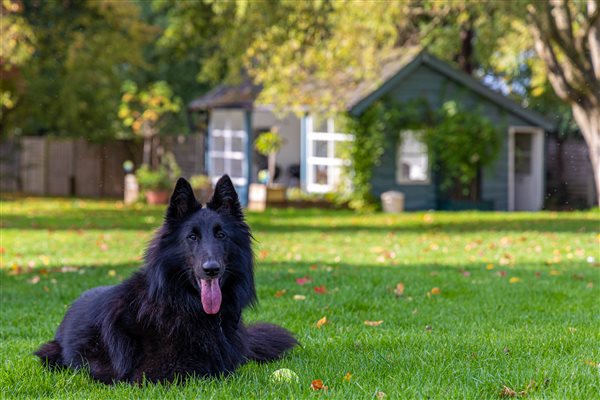 Well behaved dogs welcome