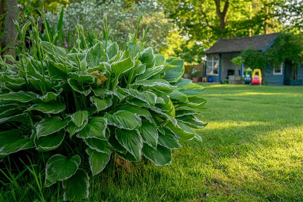 hostas garden views summerhouse toys