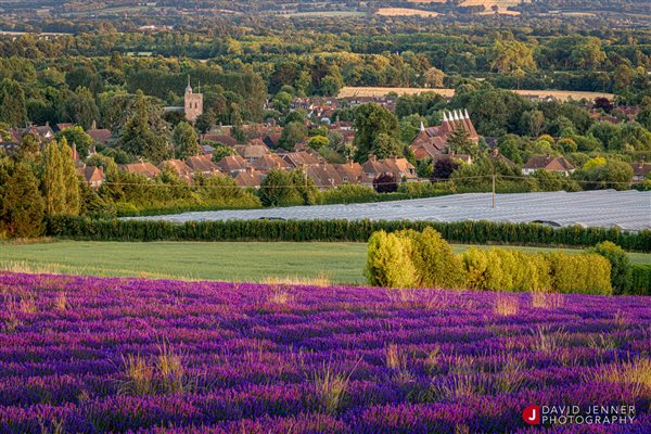 Kent lavender fields
