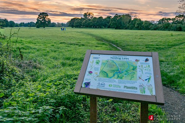 Yalding fields 