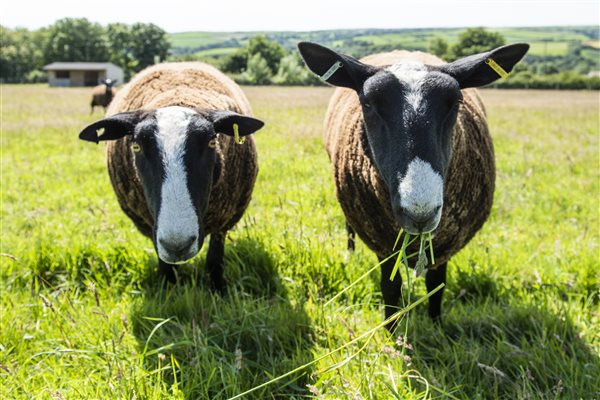 Friendly Sheep