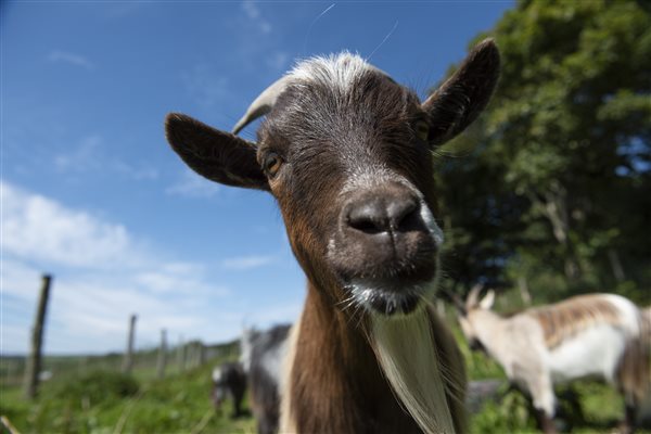 Pygmy Goats