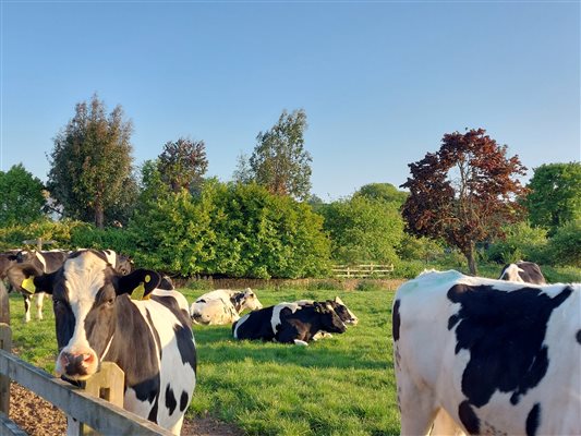 friendly cows