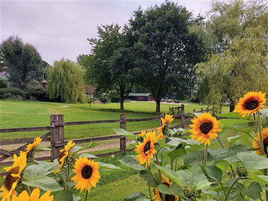 Sunflowers