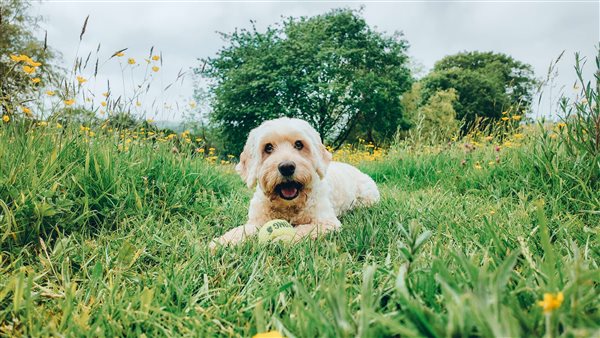 dog-friendly holiday cottages Devon