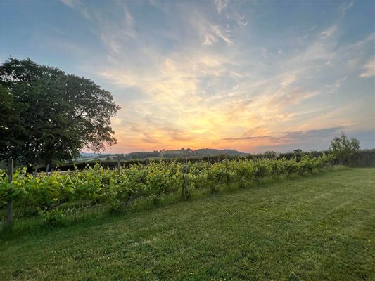 Sunset over the vineyard