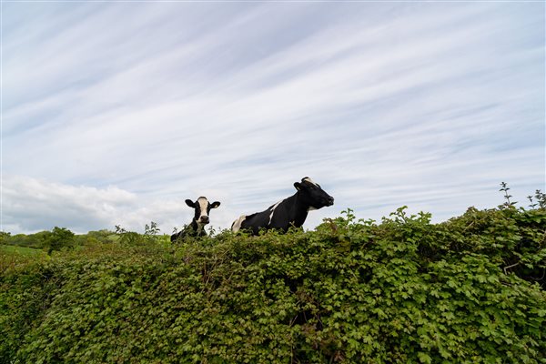 Hello cows!