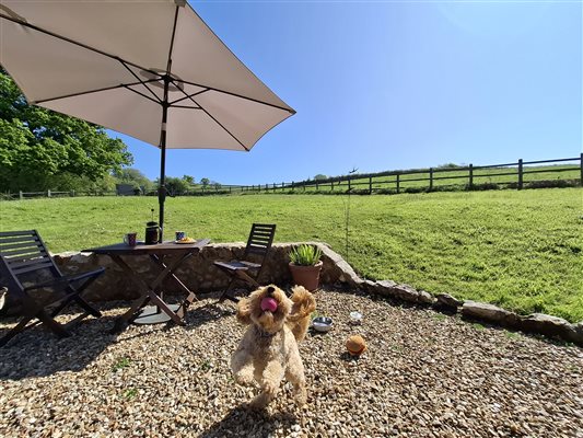 Swallows dog friendly