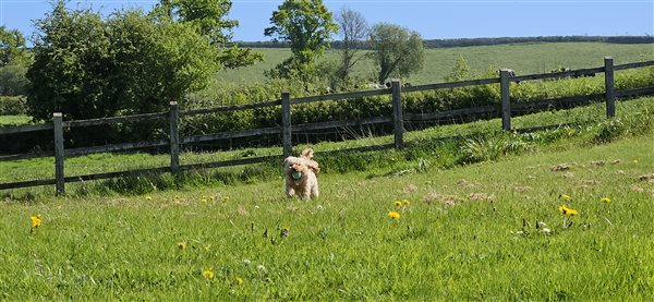 Swallows dog friendly garden