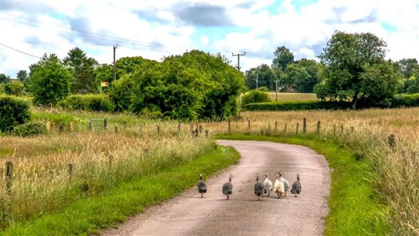 guinea fowl