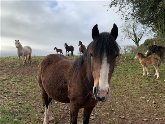 Mares and foals