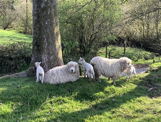 Ewes and lambs