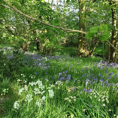 Spring flowers