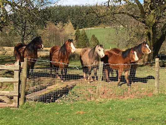 Welsh Mountain Ponies for neighbours