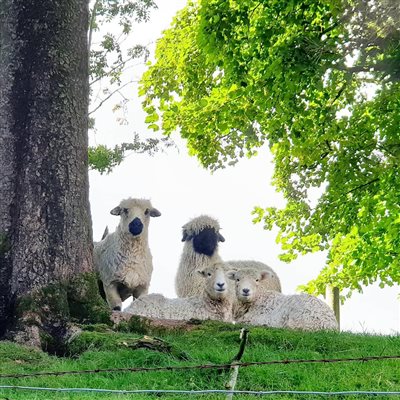 Friendly sheep