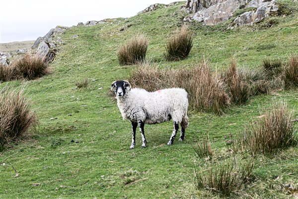 The Residents, a Swaledale ewe