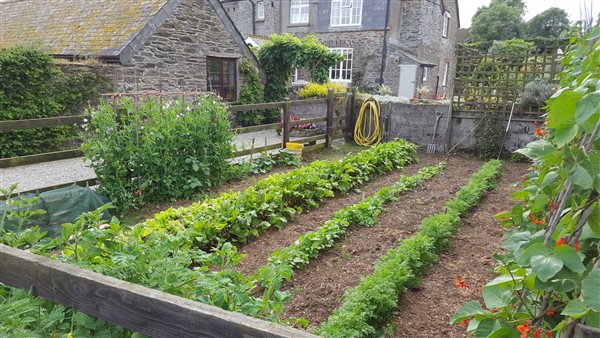 vegetable garden 