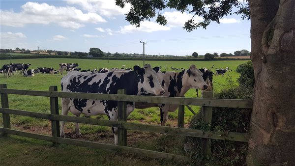 cows grazing 