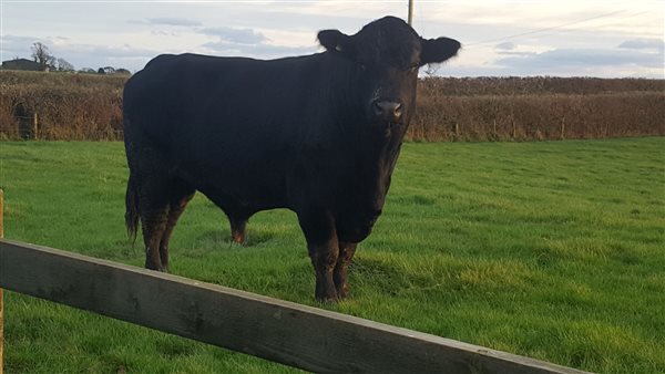 Aberdeen angus bull